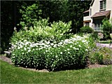 Plantings